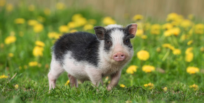 ミニブタやマイクロブタをペットにする人が増えている！その魅力とは？