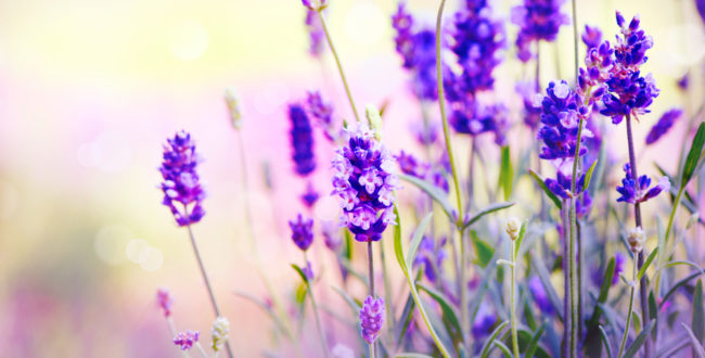 埼玉県にラベンダー園が誕生!日本最大級のその場所とは?