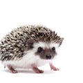 ハリネズミがペットとして大注目！新たな癒しの人気者