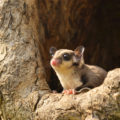 フクロモモンガがペットとして人気到来？新たに注目される癒しの小動物