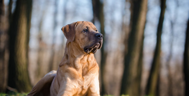 土佐兄弟はネタが面白い！高校生あるあるのSNSでブレイク