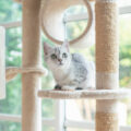 「しかるねこ」のアニメはどのような形式で観られる？作品の内容とは