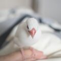 「佐々木とピーちゃん」のアニメがこの冬放送へ！目まぐるしい日常に癒しの存在